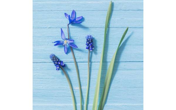 Paper + Design Papierservietten Blue Flowers 33 cm x 33 cm, 20 Stück
