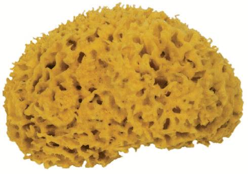 Naturschwamm gelb 5cm FRINA 913.05