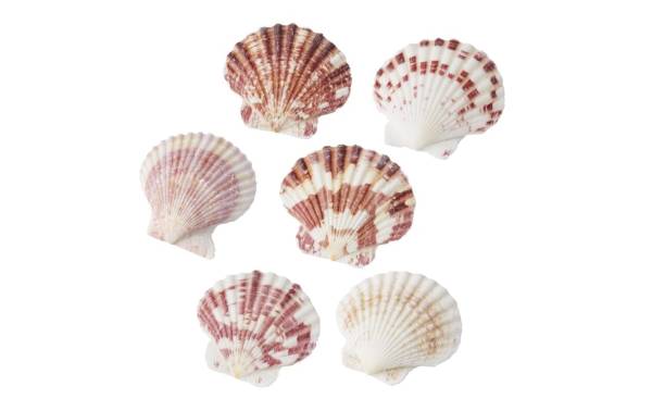 HobbyFun Streudeko Muscheln 2 Natur