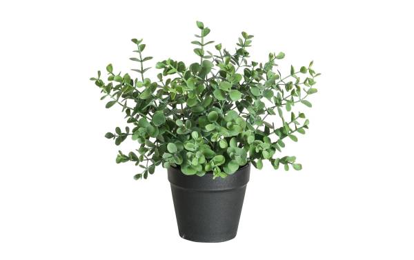 Botanic-Haus Kunstpflanze Eukalyptus 21 cm