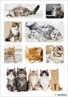 HERMA Sticker DECOR "Katzenkinder"