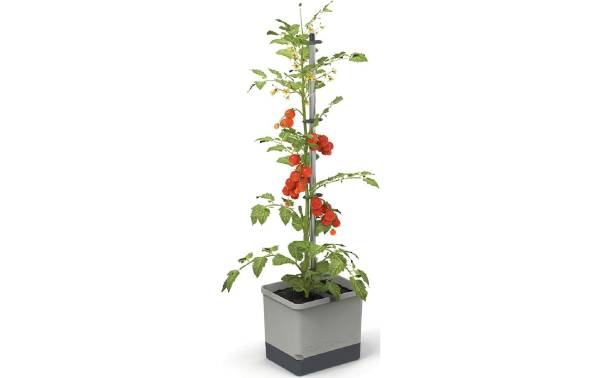 Gusta Garden Anzuchtset TOM TOMATO Starterset, Hellgrau