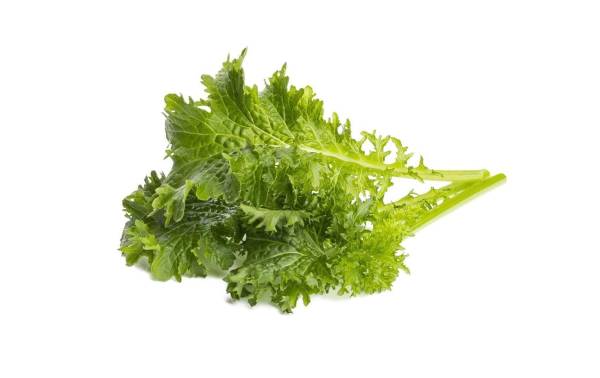 Click and Grow Samen Wasabi-Senf 3er-Pack
