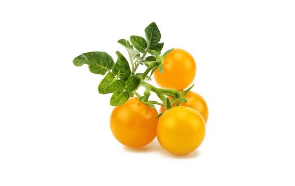 Click and Grow Samen Gelbe Cherrytomaten
