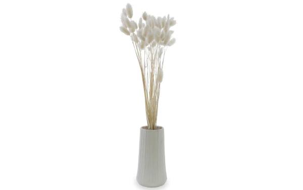 Soli Collection Trockenblumen Lagurus 50-60 cm, Weiss