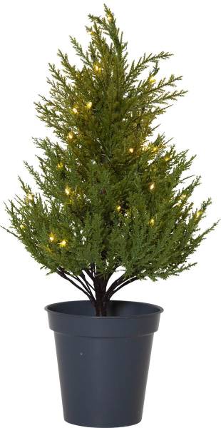 Dekorativer Baum THUJA